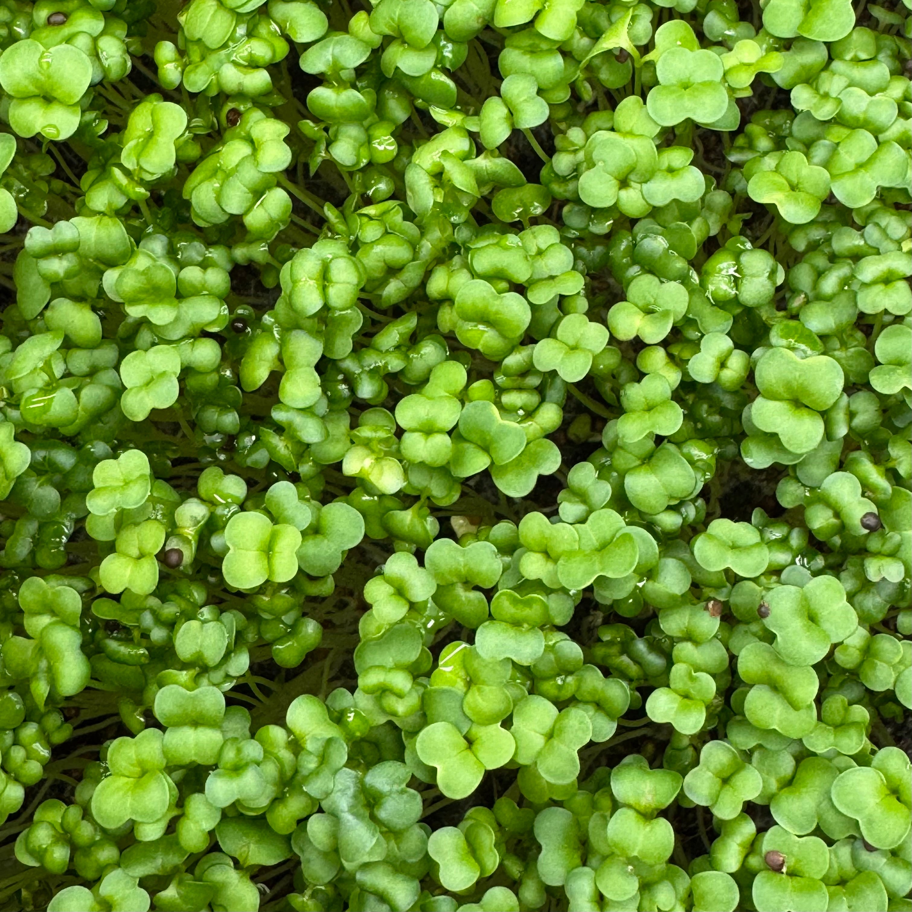 Broccoli Raab – nasiona mikroliści