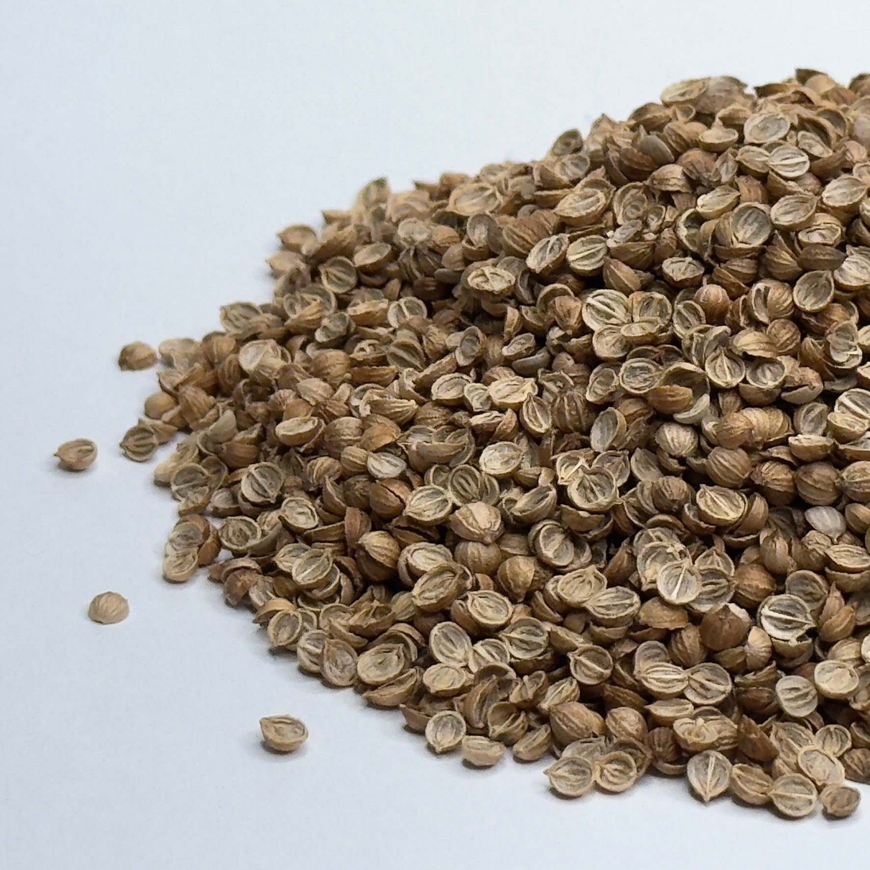 Coriandolo Spezzato (Cilantro) - semi per germogli giovani