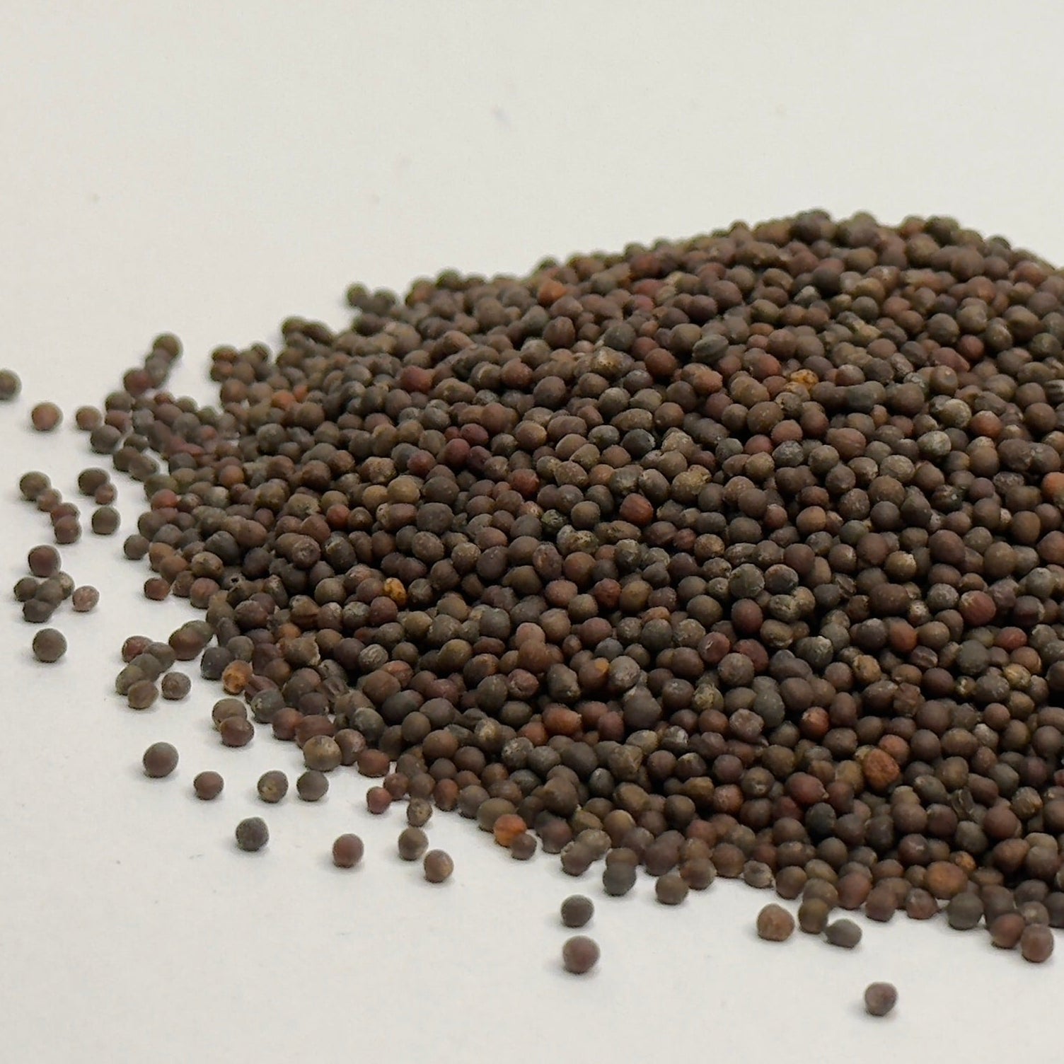 Kool, Rood - microgroente zaden