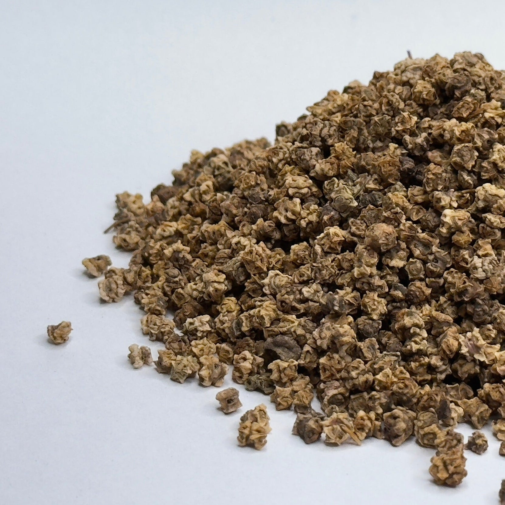 Řepa, Harley Queen - semena na klíčení microgreens