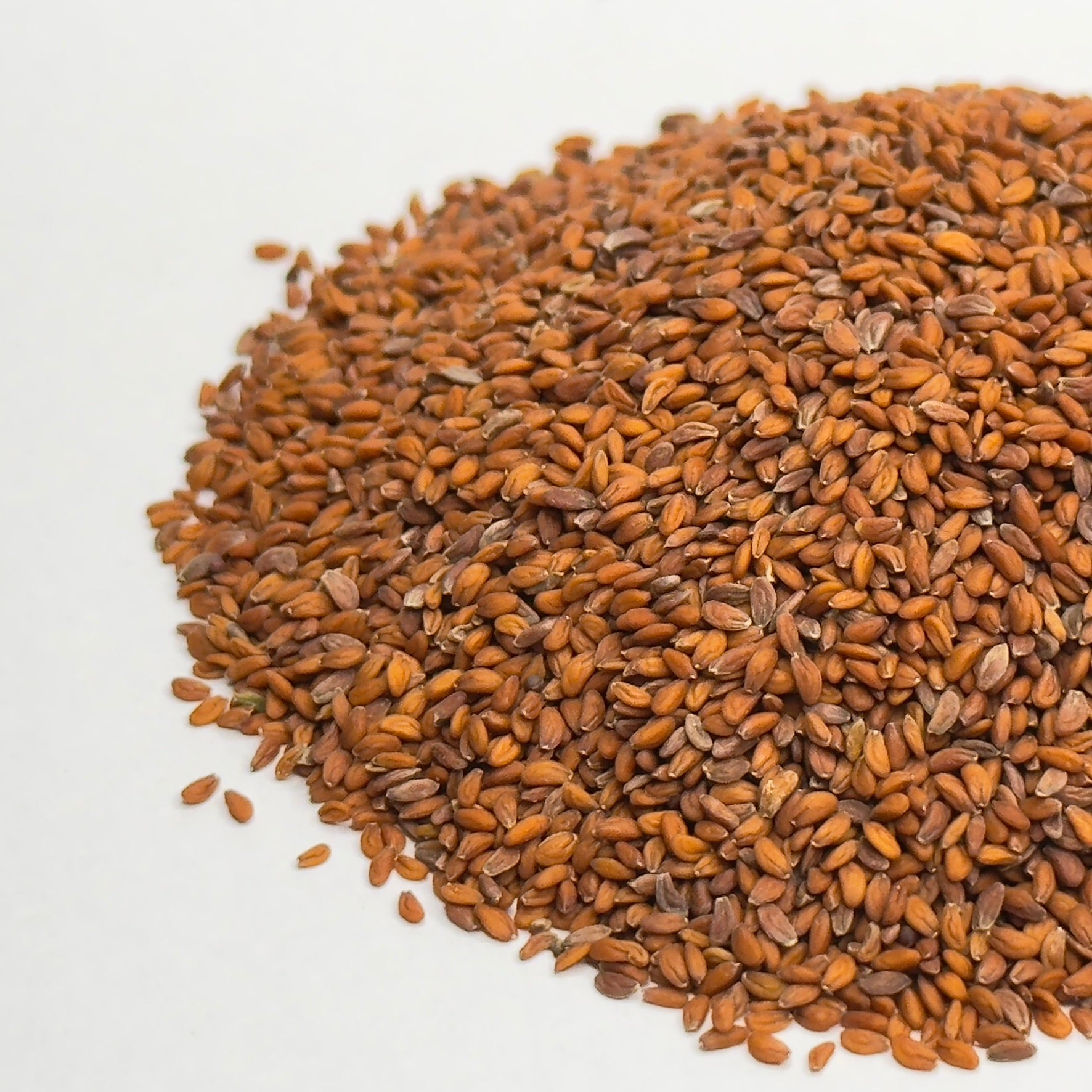 Regrat - semena mikrozelenjave