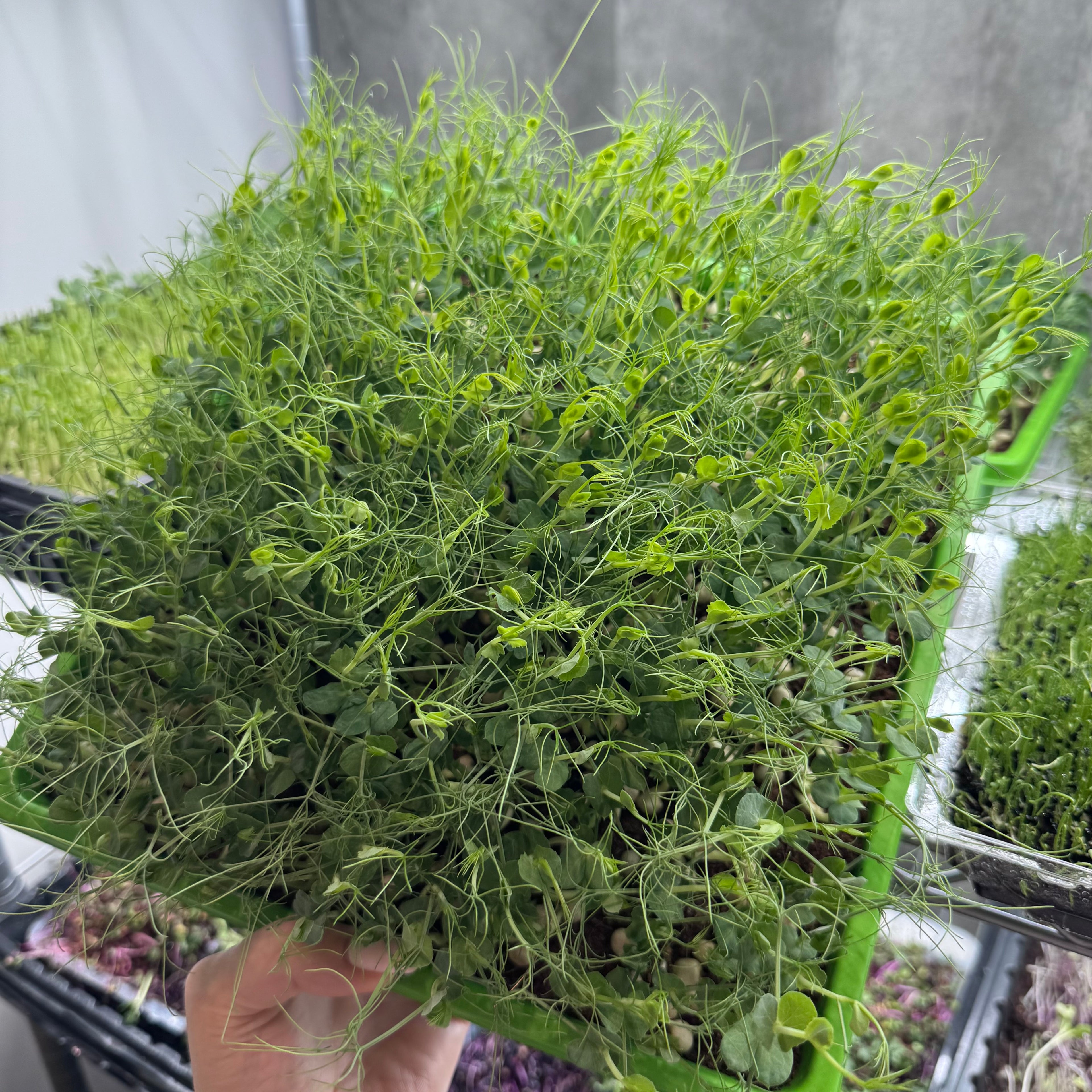 Erbsen Affila - Microgreens-Samen