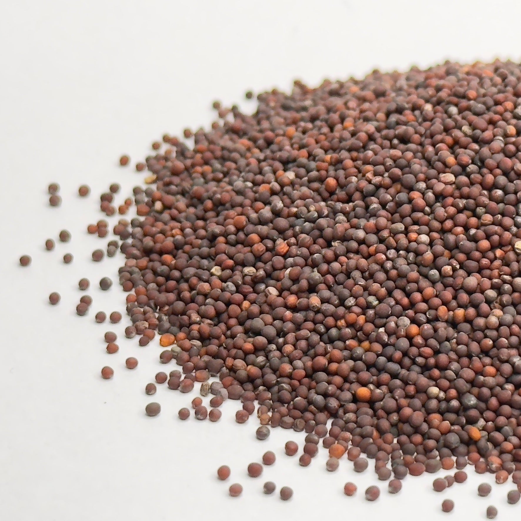 Broccoli Raab microgreens seeds for growing