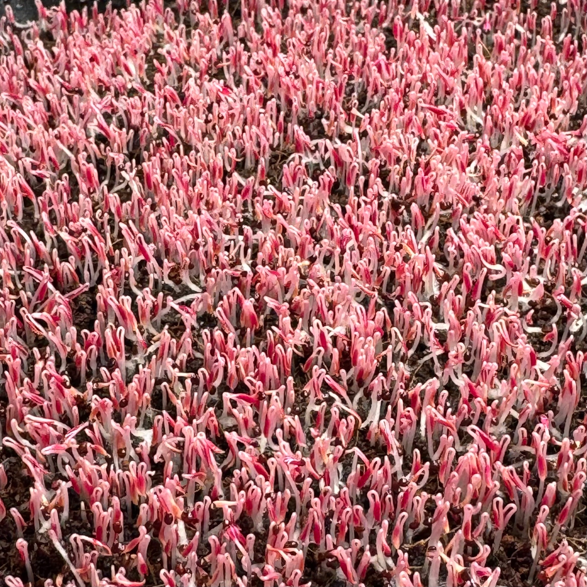 Amaranth red (black seeds) microgreens growing stage, grown from Deliseeds seeds