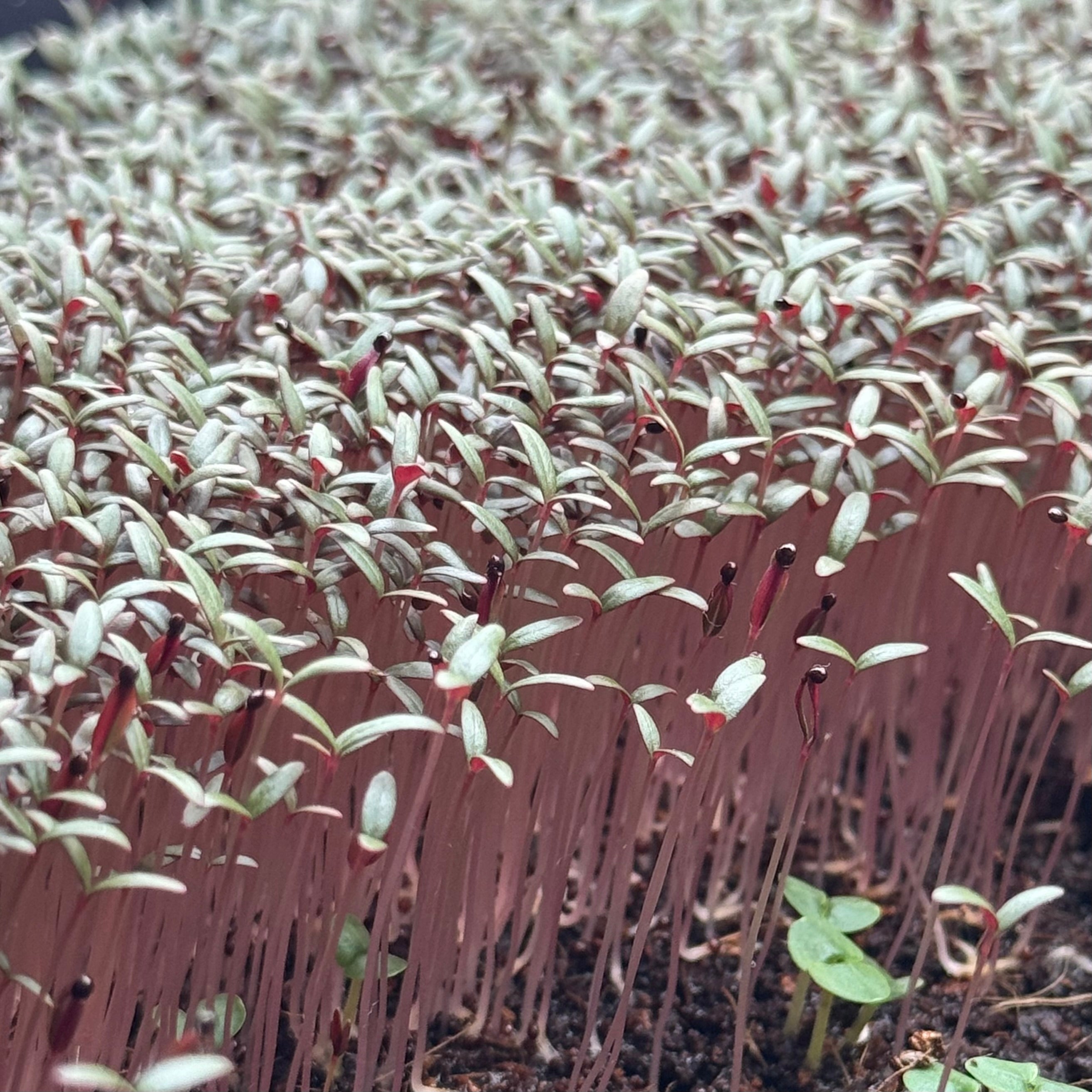 Amaranth red (black seeds) microgreens ready to harvest, grown from Deliseeds seeds