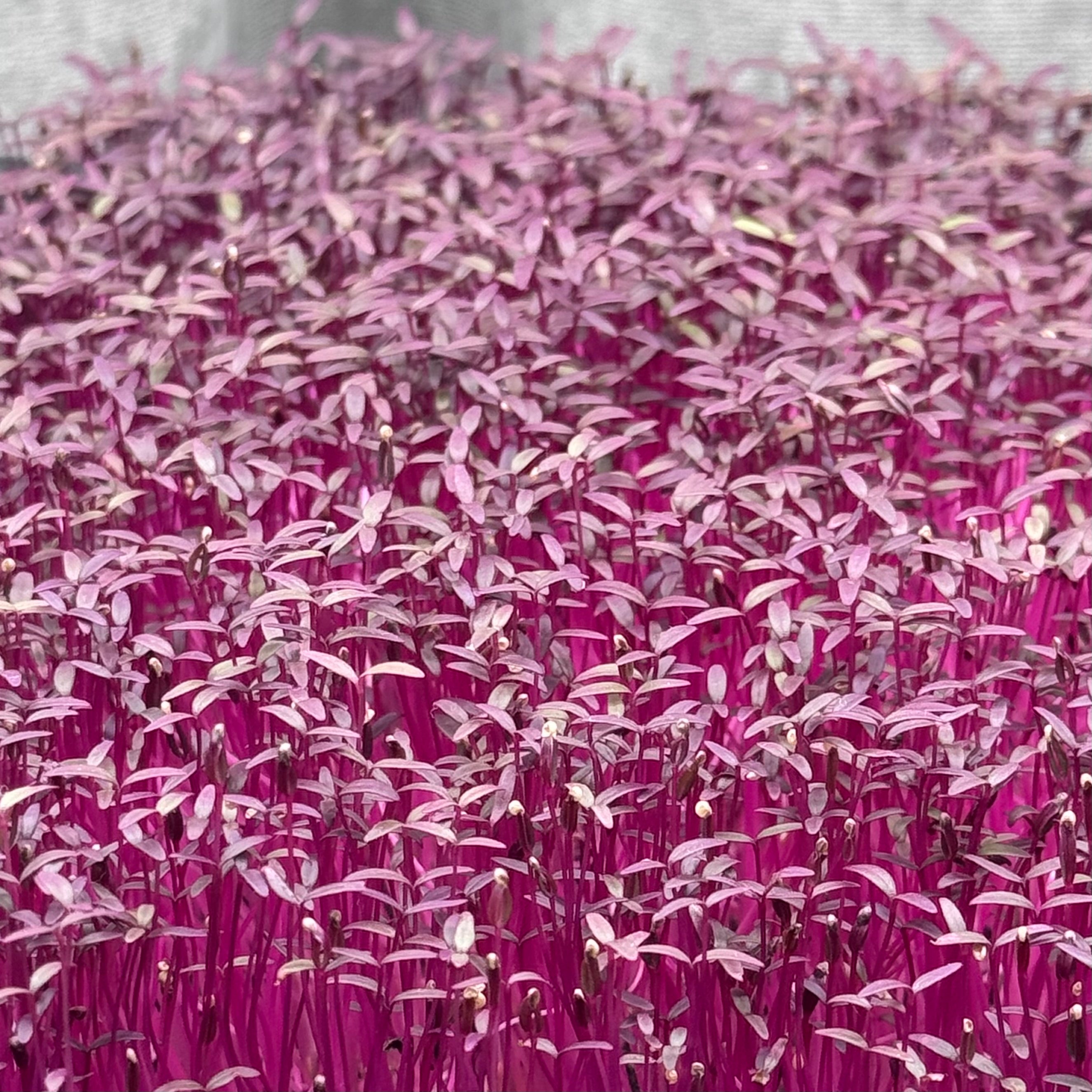 Amaranth Red (white seeds) microgreens ready to harvest, grown from Deliseeds seeds