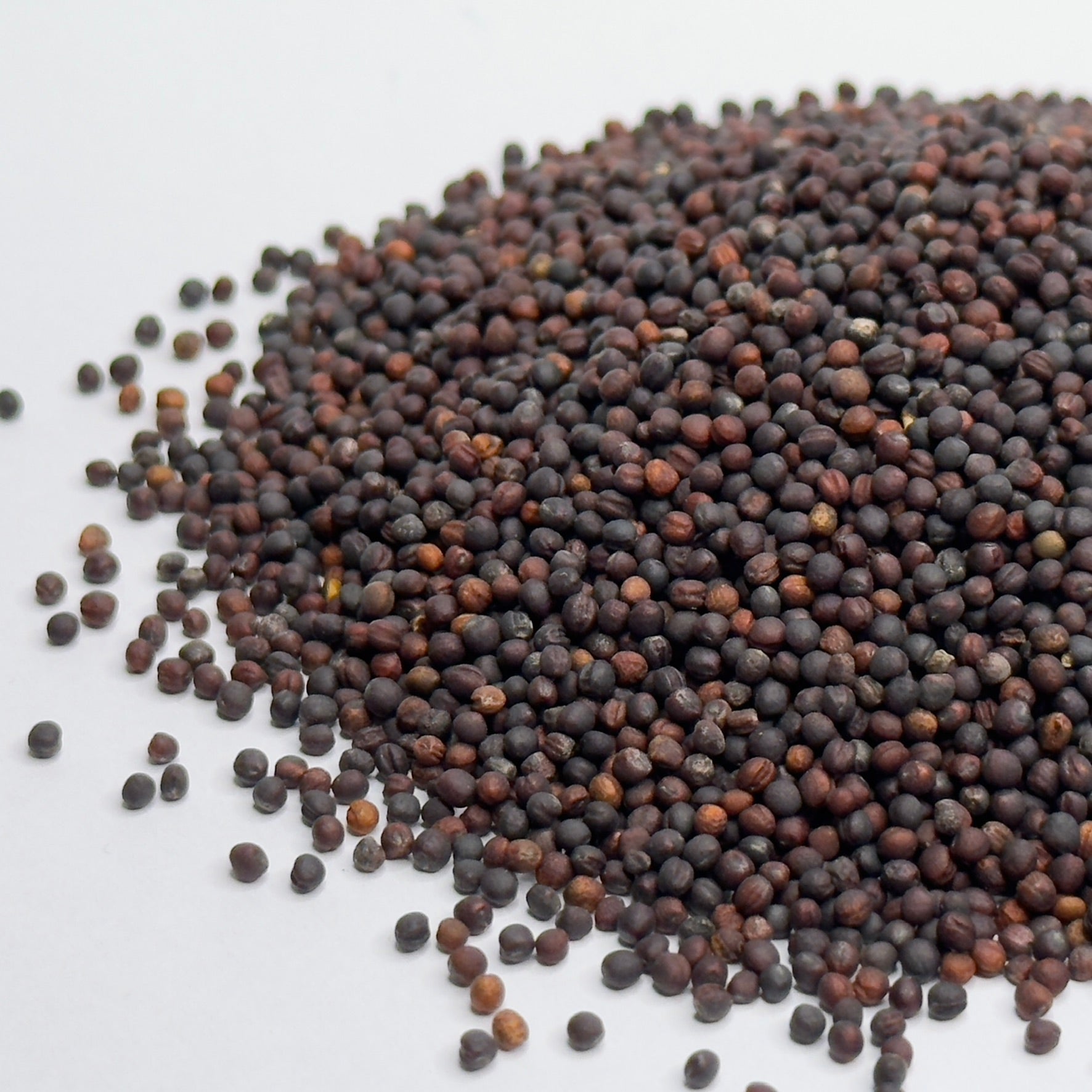 Broccoli Calabrese - microgreens seeds for growing