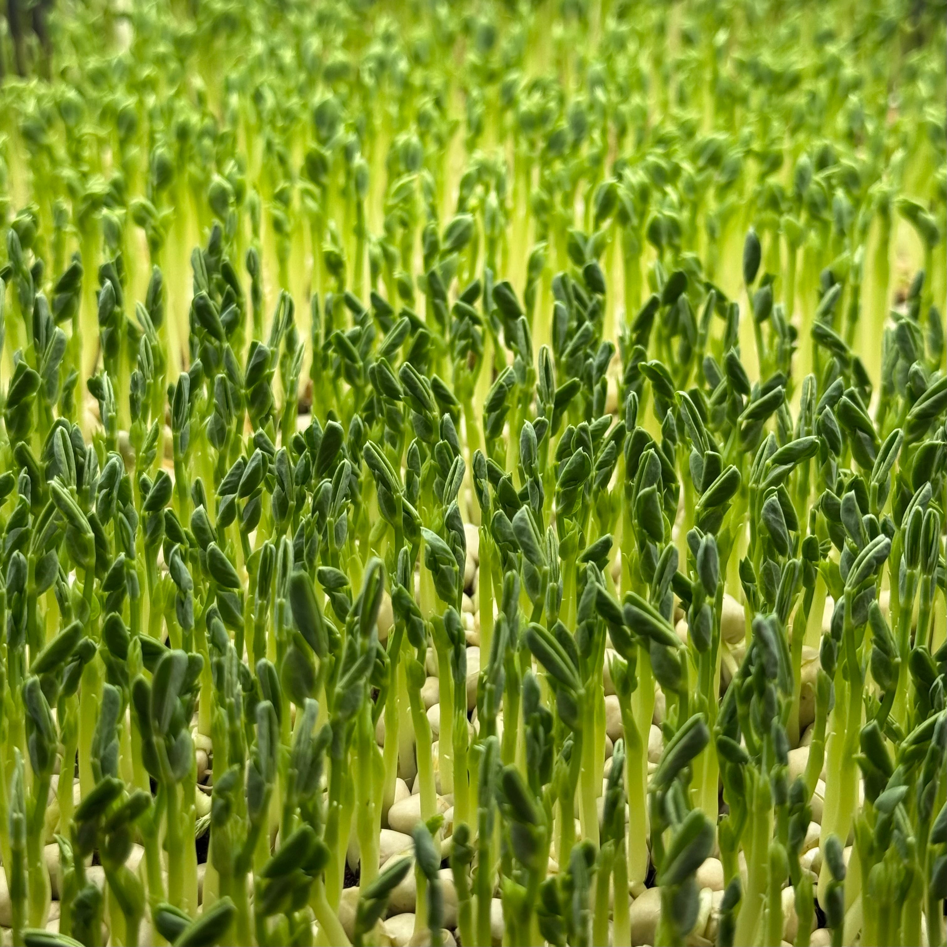 Green Peas - microgreens growing stage