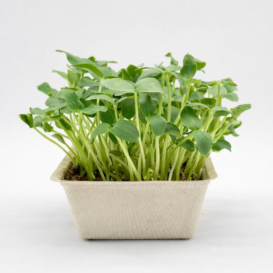 Melon Cantaloupe - ready to harvest microgreens