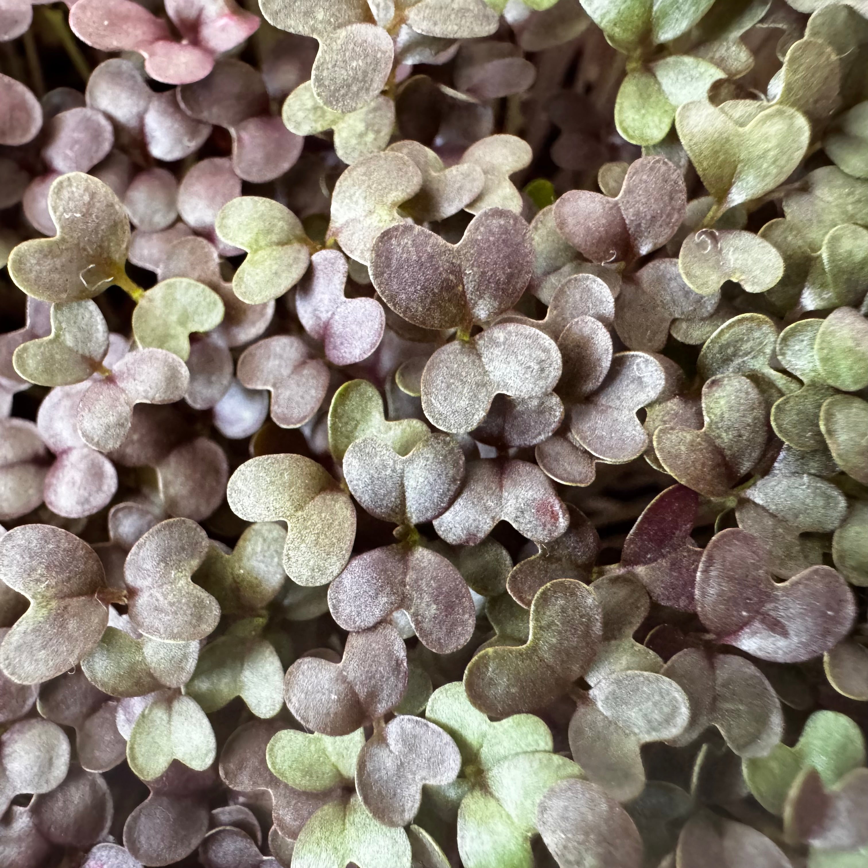 Mustard red frilled microgreens ready to harvest, grown from Deliseeds seeds