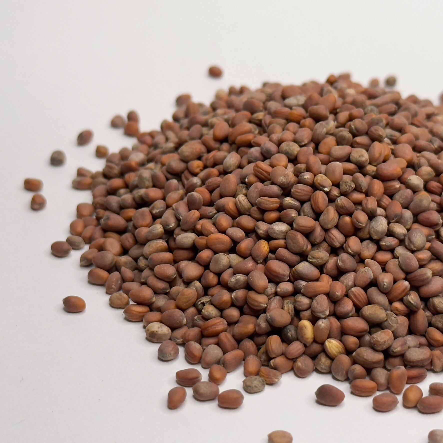 Radish Daikon - microgreens seeds for growing