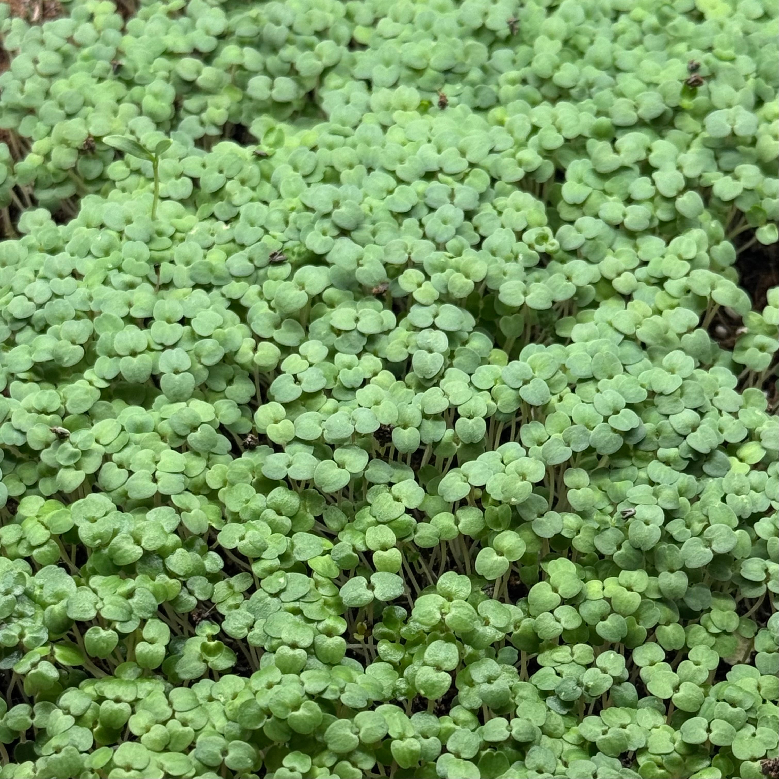 Watercress microgreens ready to harvest, grown from Deliseeds seeds