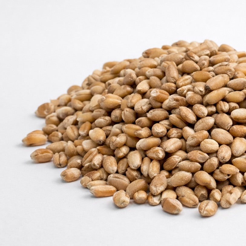 Wheat - microgreens seeds for growing