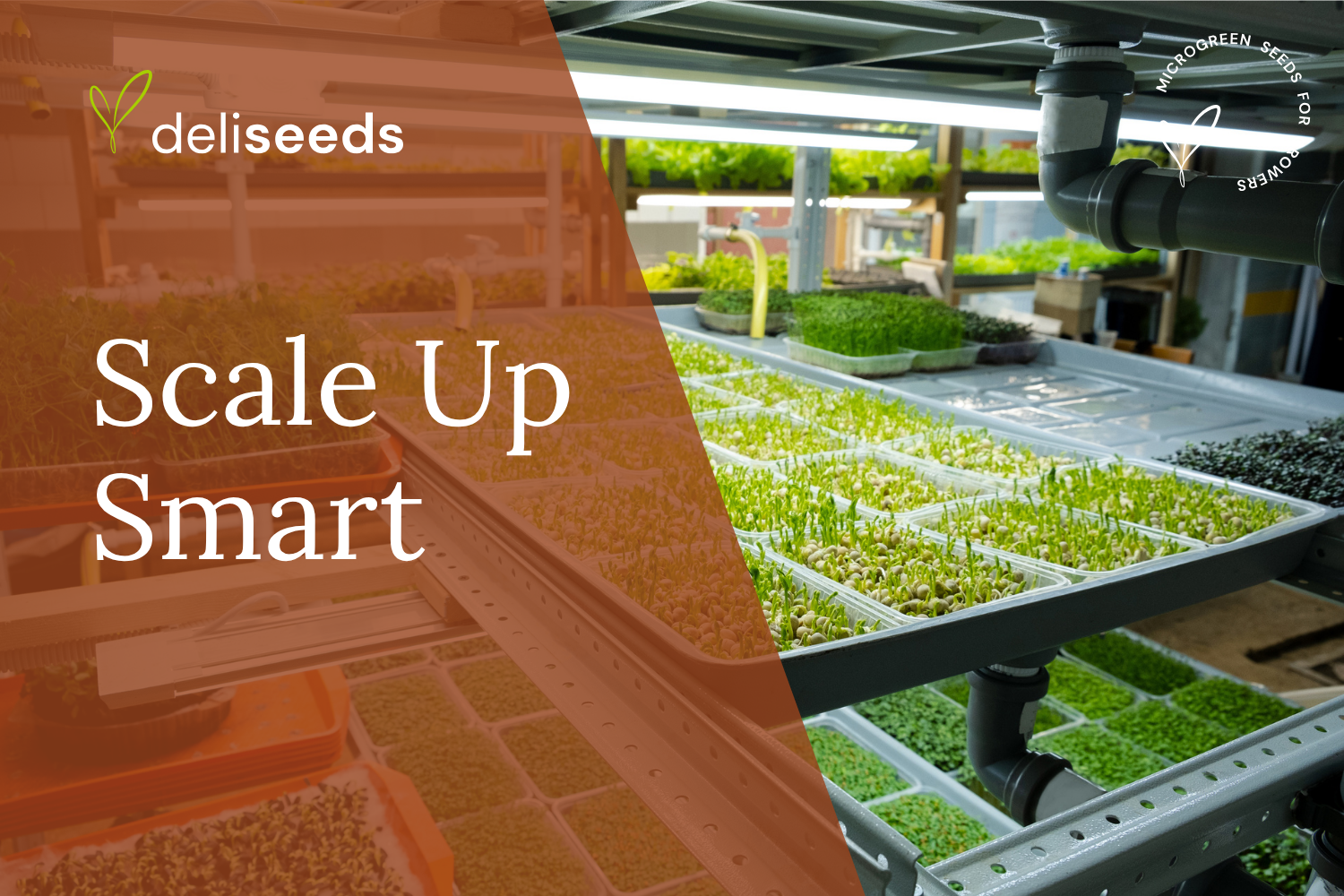 Grow Bigger: Scaling Microgreens with Vertical Farming Tech