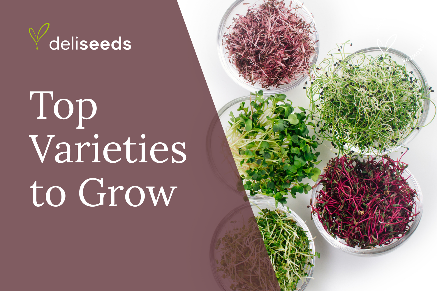 Best Microgreens to Grow for Profit and Customer Demand