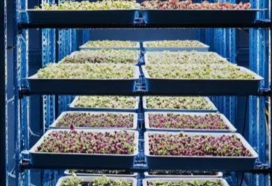 Microgreens-Pro-Advanced-Strategies-Systems-Scaling Deliseeds