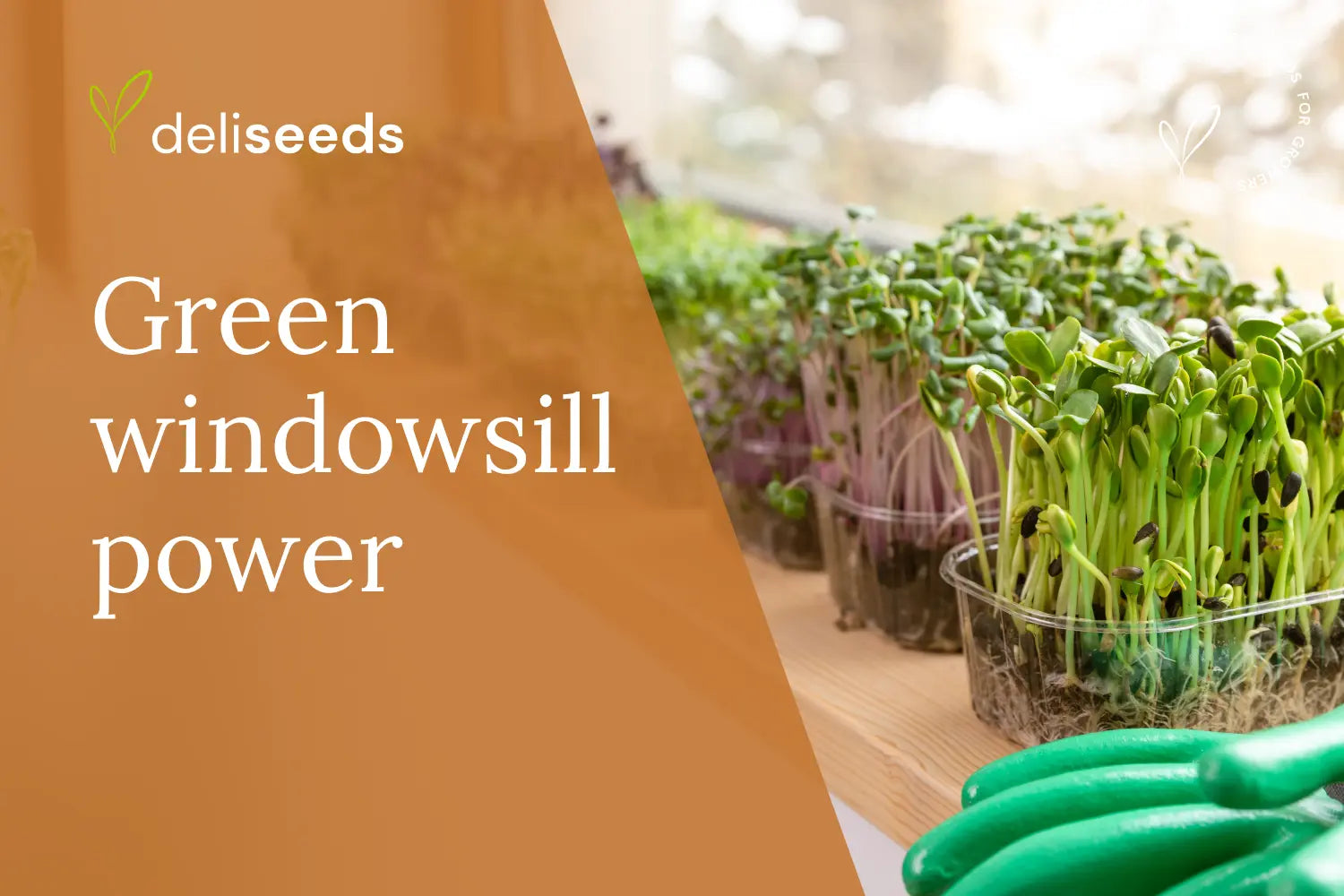 Reduce-Your-Food-s-Carbon-Footprint-with-a-Windowsill-Garden Deliseeds