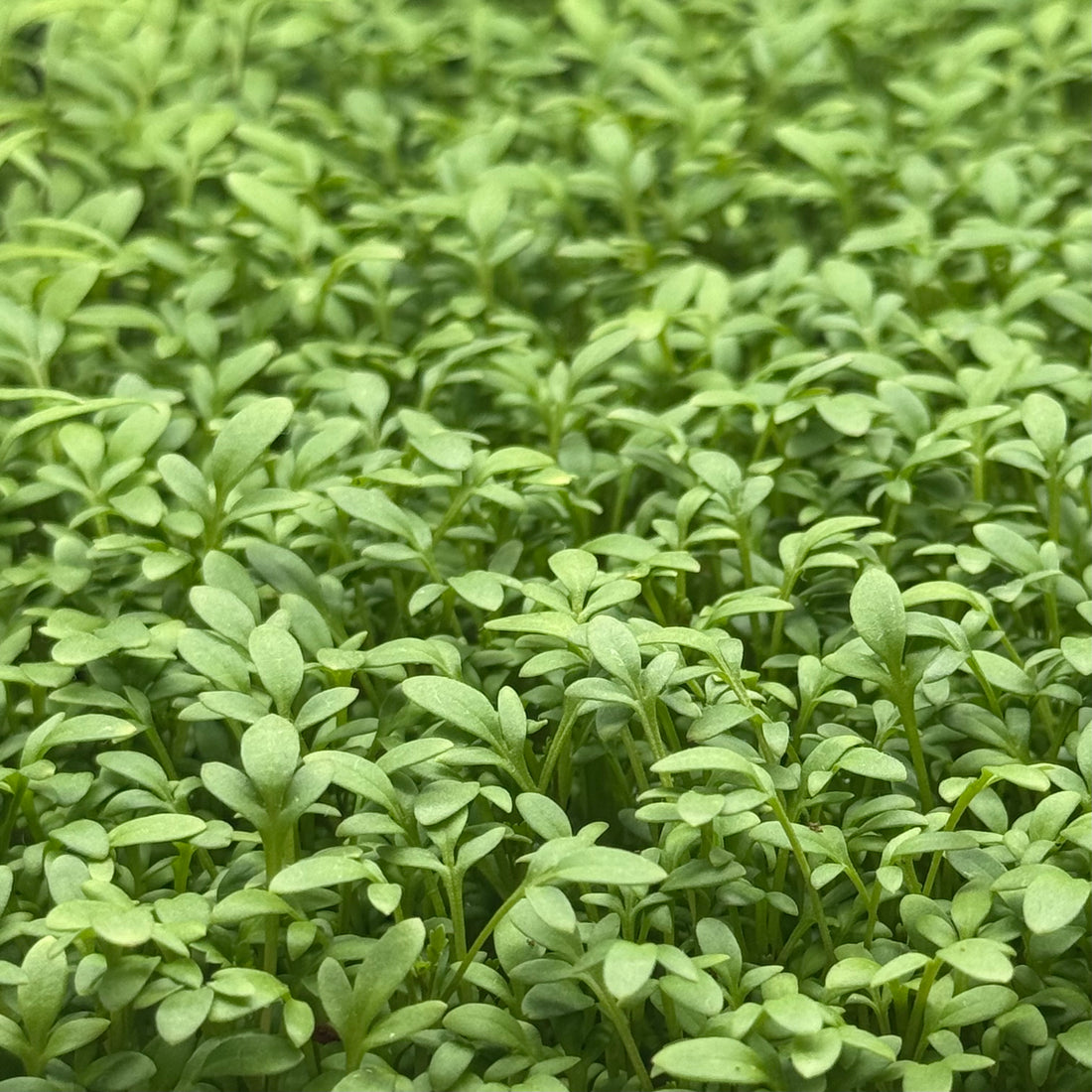 Cress - microgreens seeds