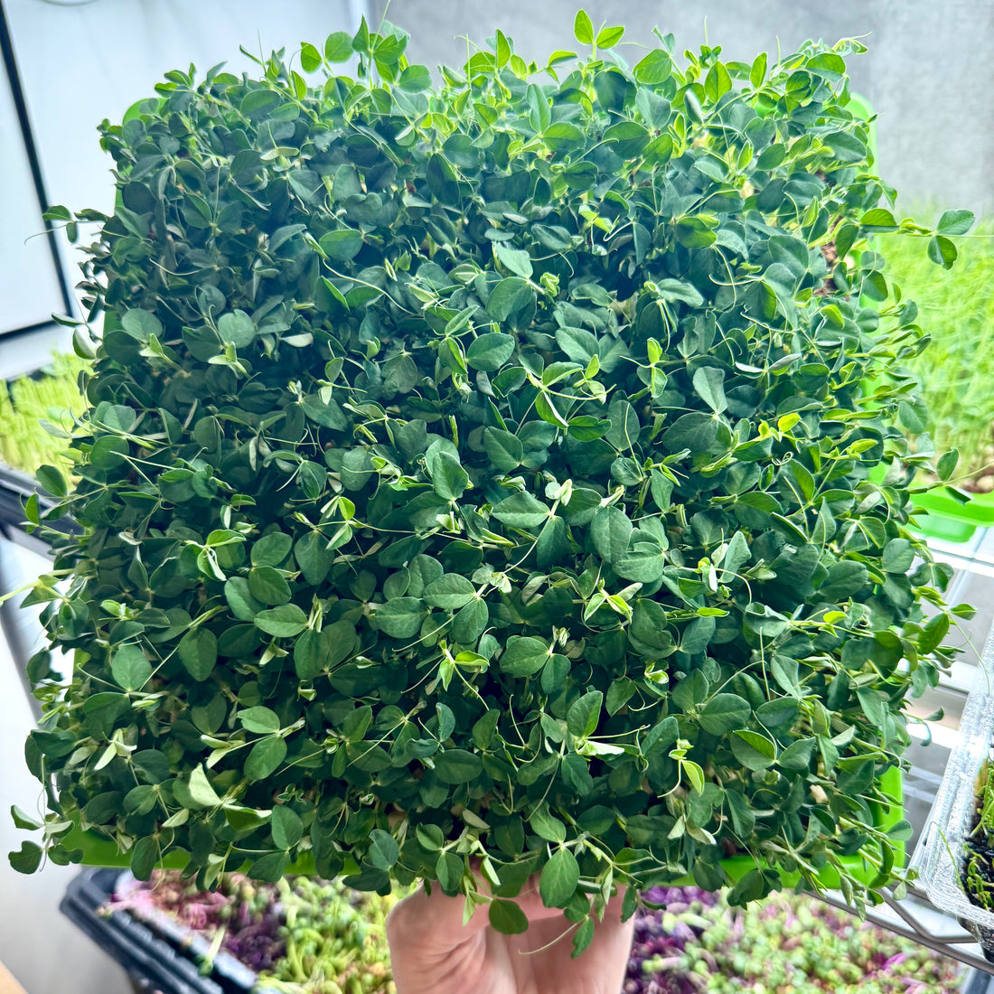 Peas, Green - microgreens seeds