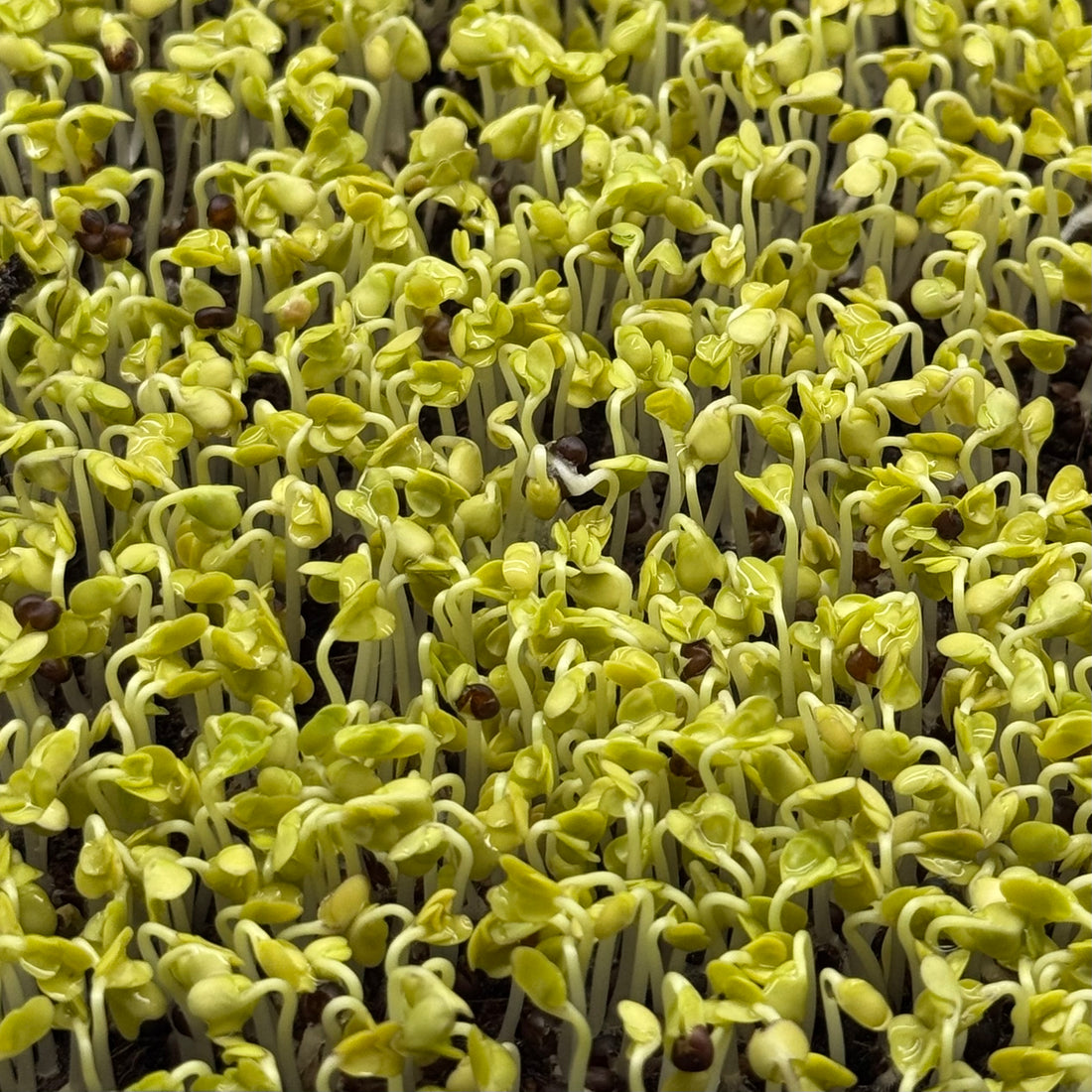 Broccoli Calabrese - microgreens seeds
