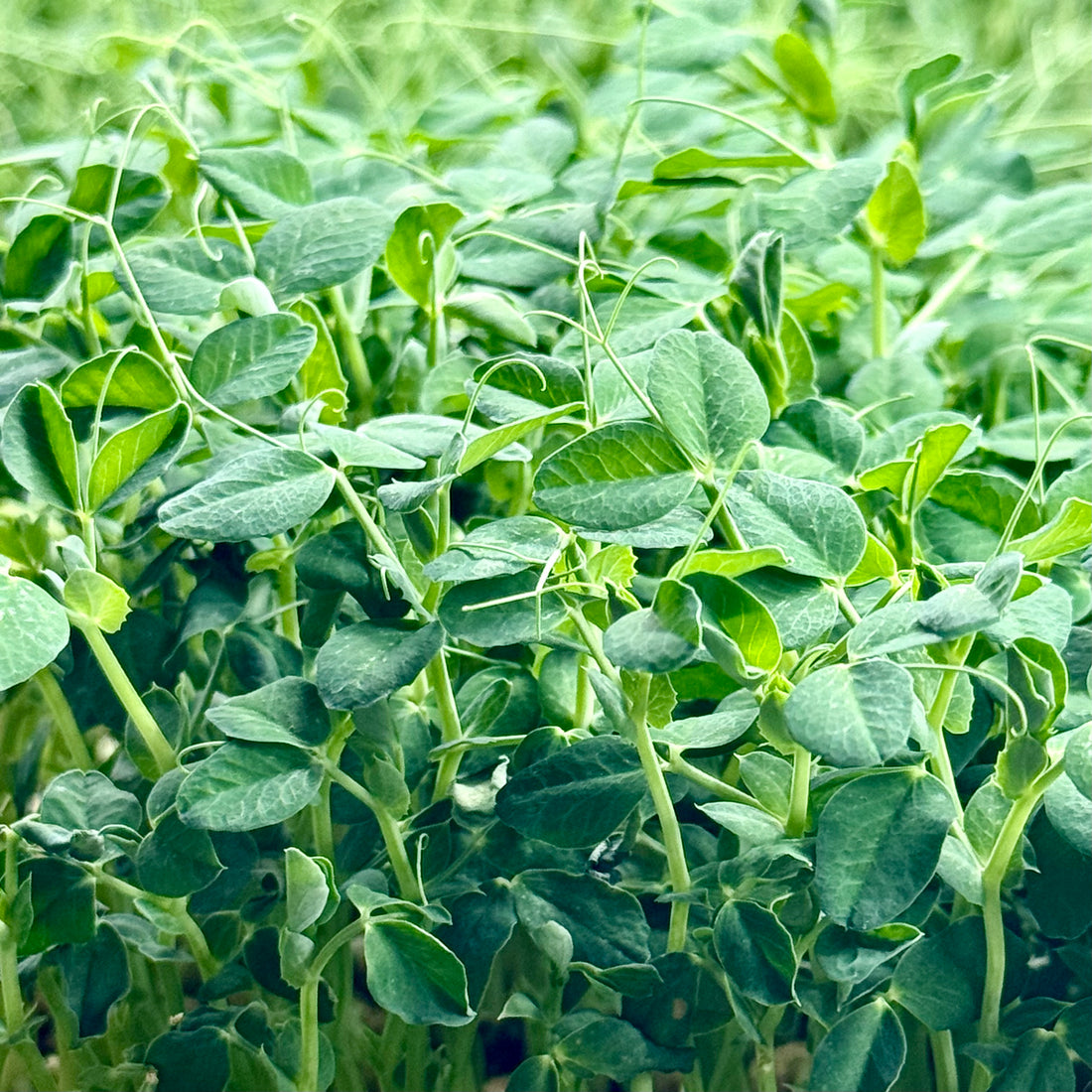 Peas, Green - microgreens seeds