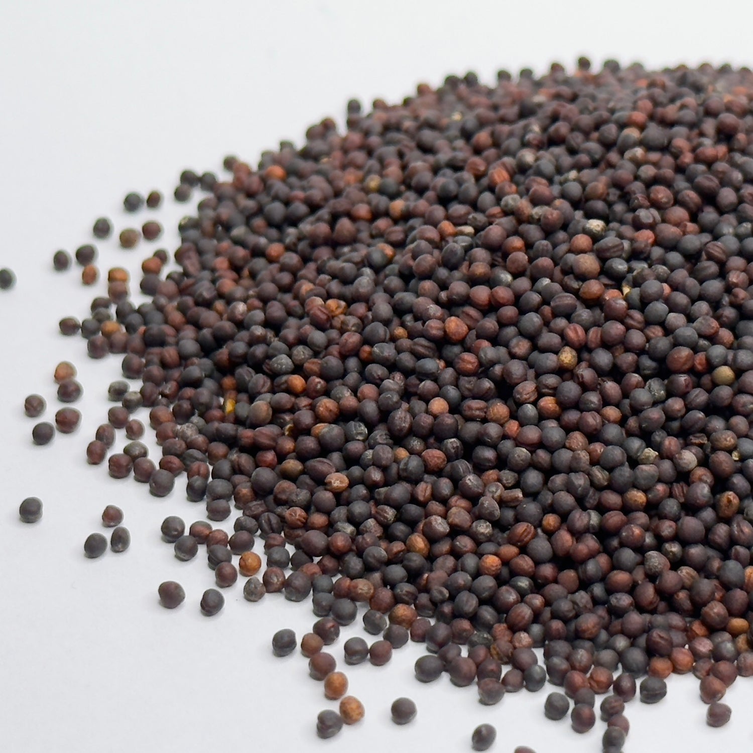 Броколі Калабрезе - насіння мікрозелені