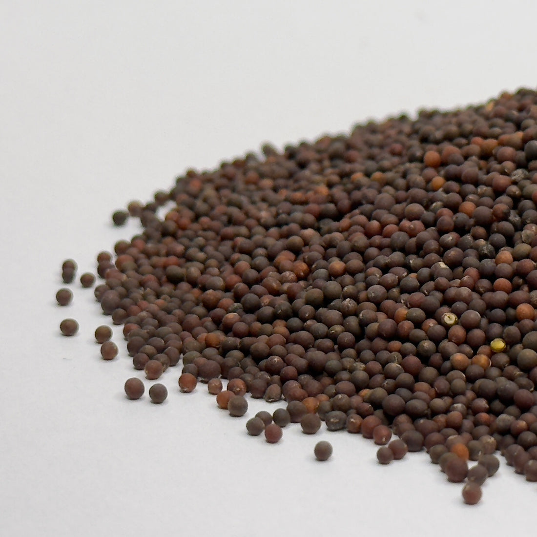 Kadeřávek černý - semena na klíčení microgreens