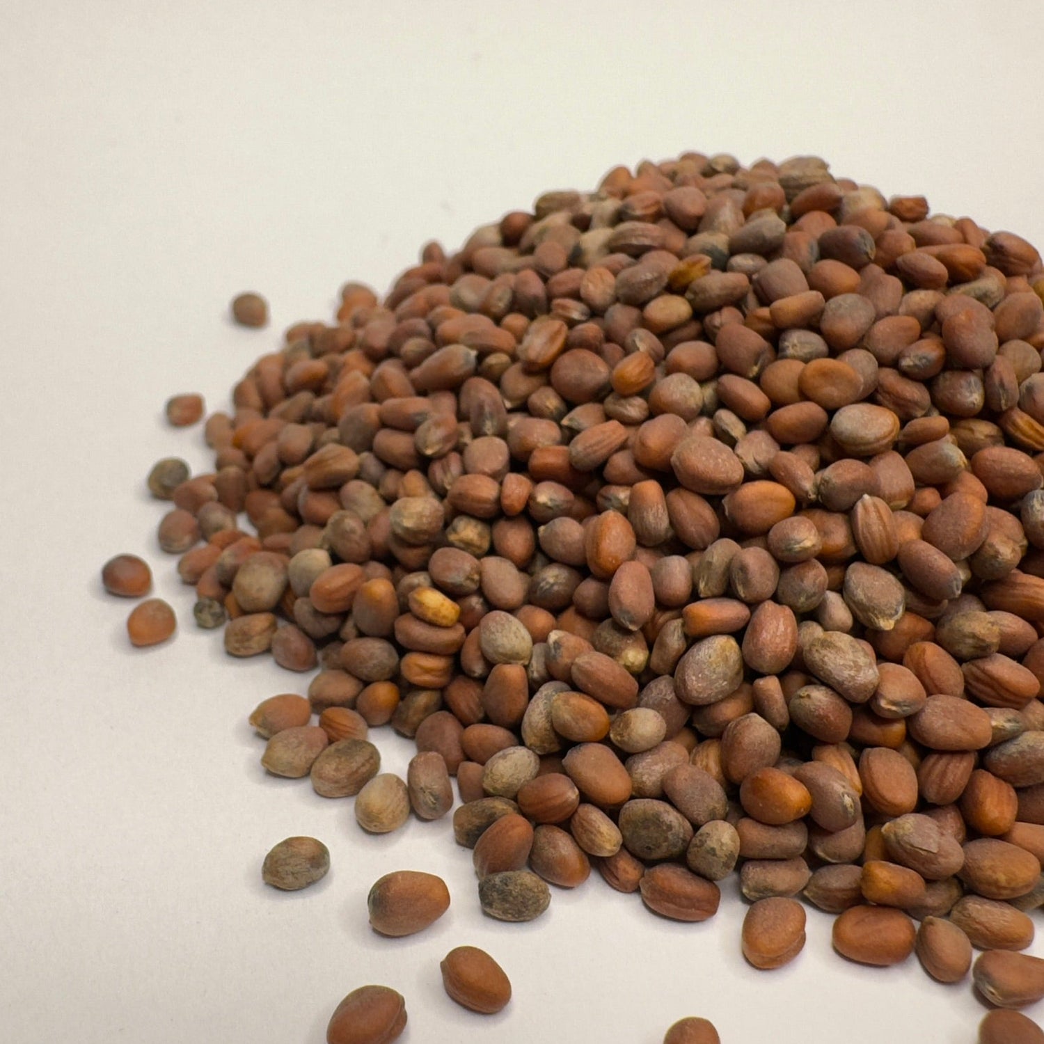 Retek Daikon - bio mikrozöld magok