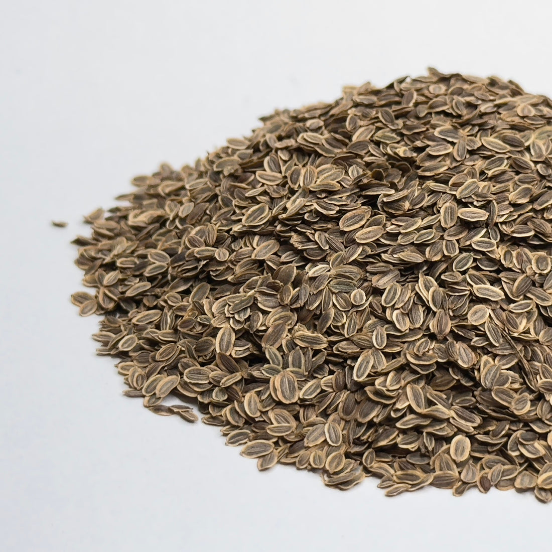 Kopr - semena na klíčení microgreens