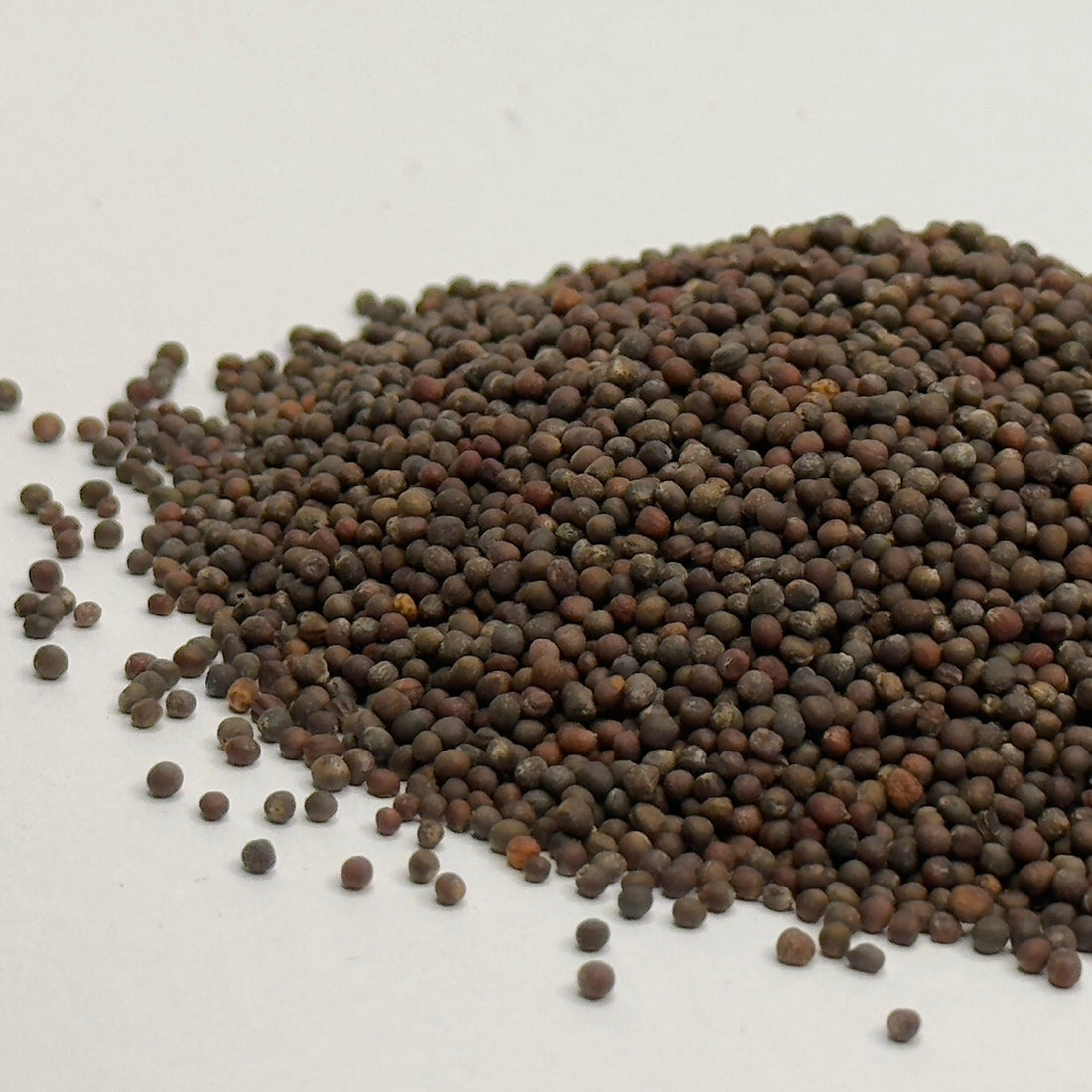 Vörös káposzta - mikrozöld magvak