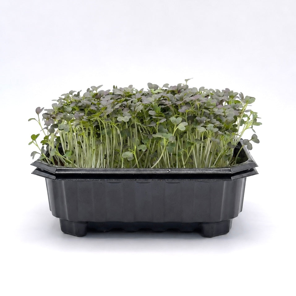Mizuna, Red - microgreens seeds