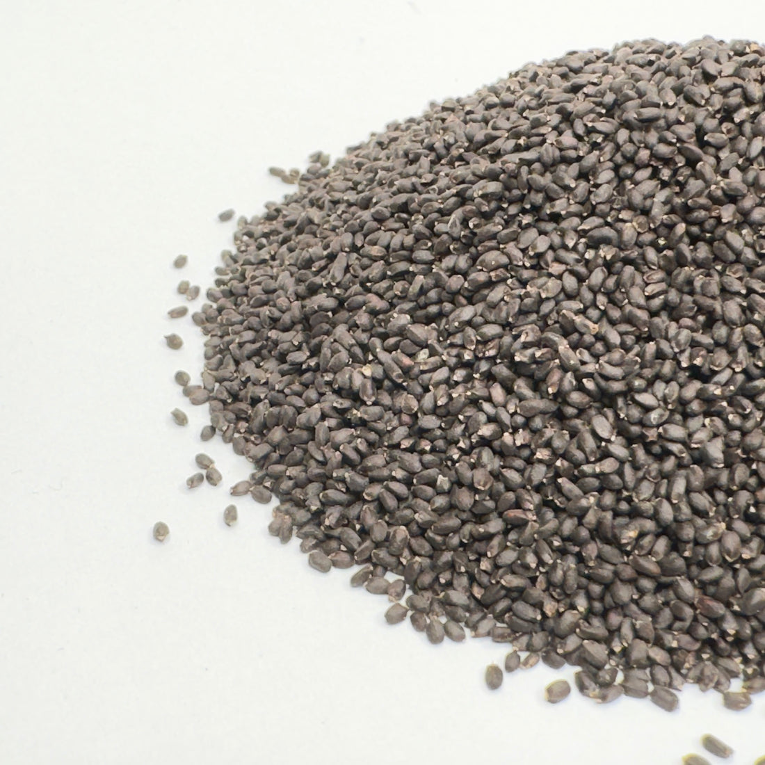 Bazalka zelená - semena na klíčení microgreens