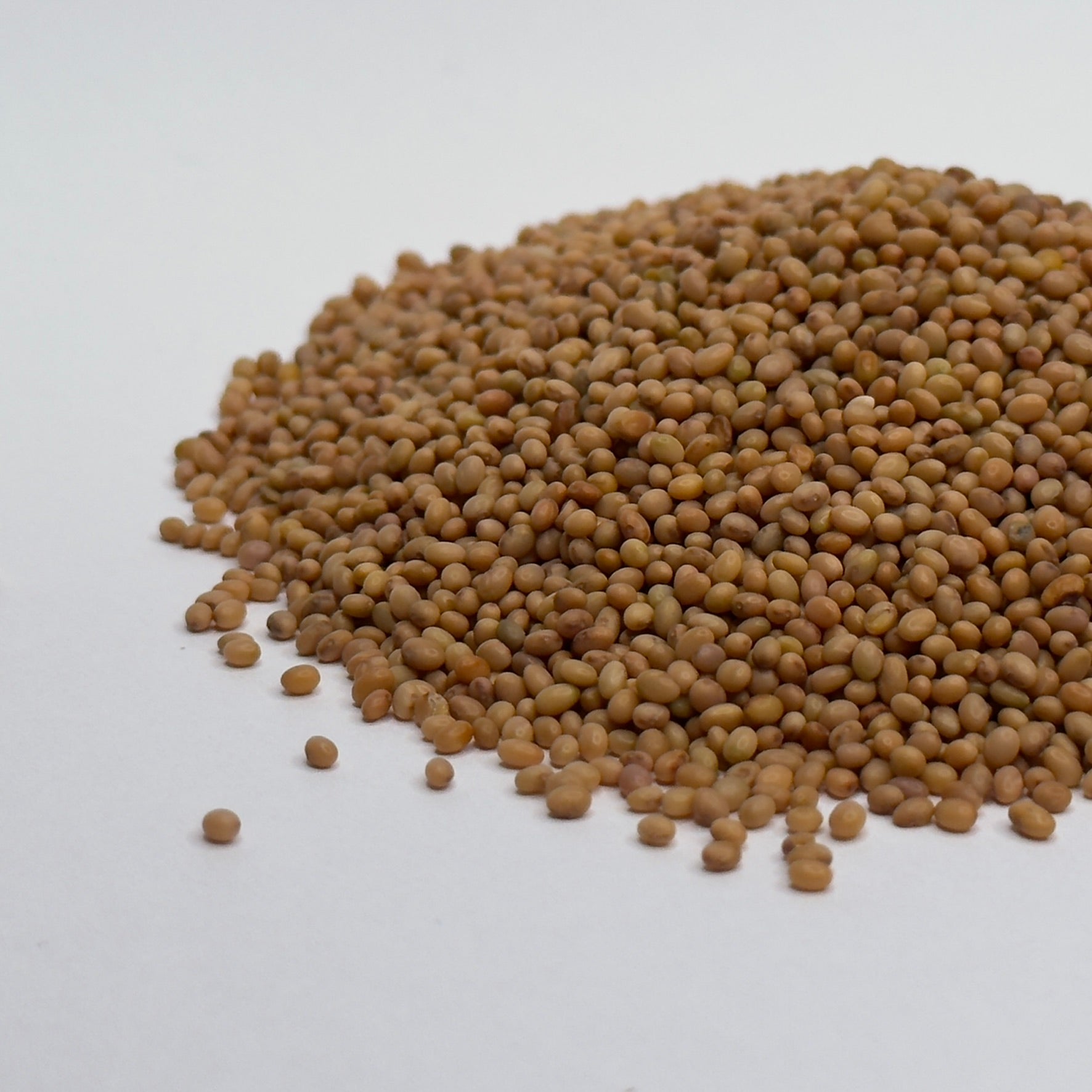 Trifoglio Rosso - semi per germogli giovani