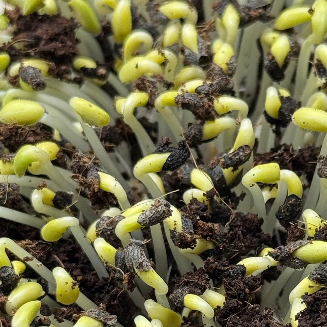 Borák - semena na klíčení microgreens