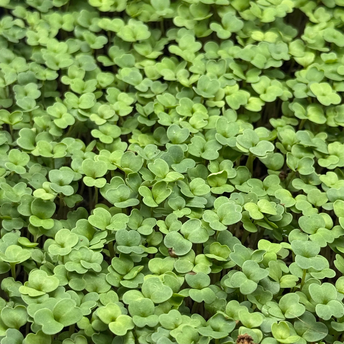 Rocket (Arugula) - microgreens seeds