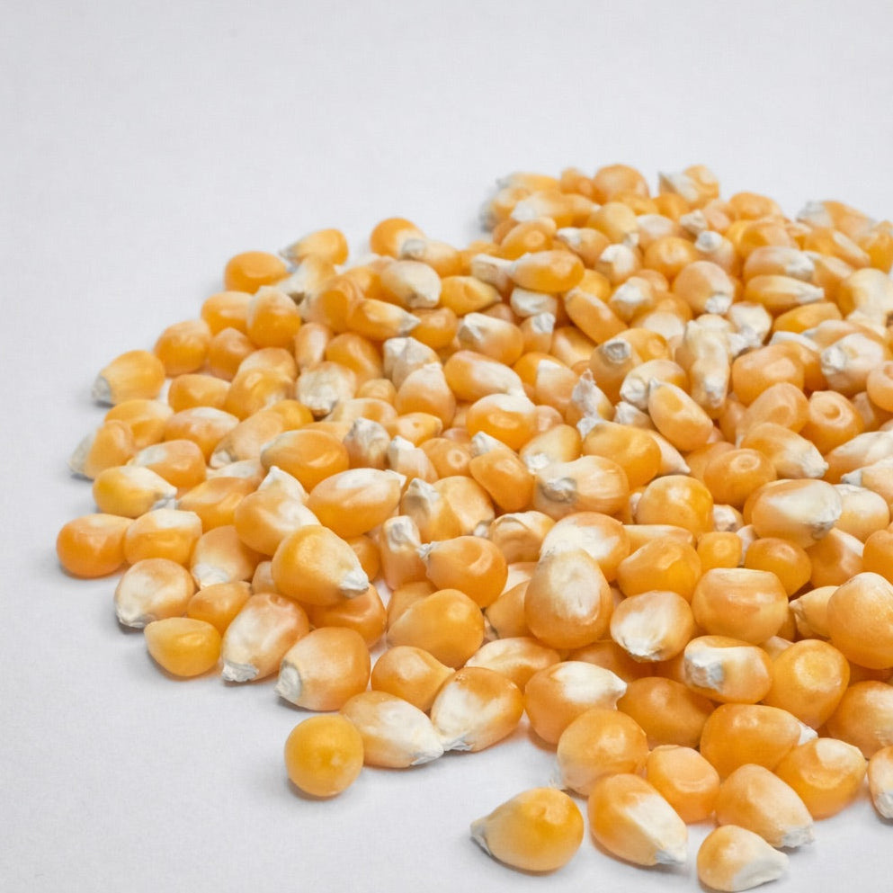 Majs - frø til mikrogrønt