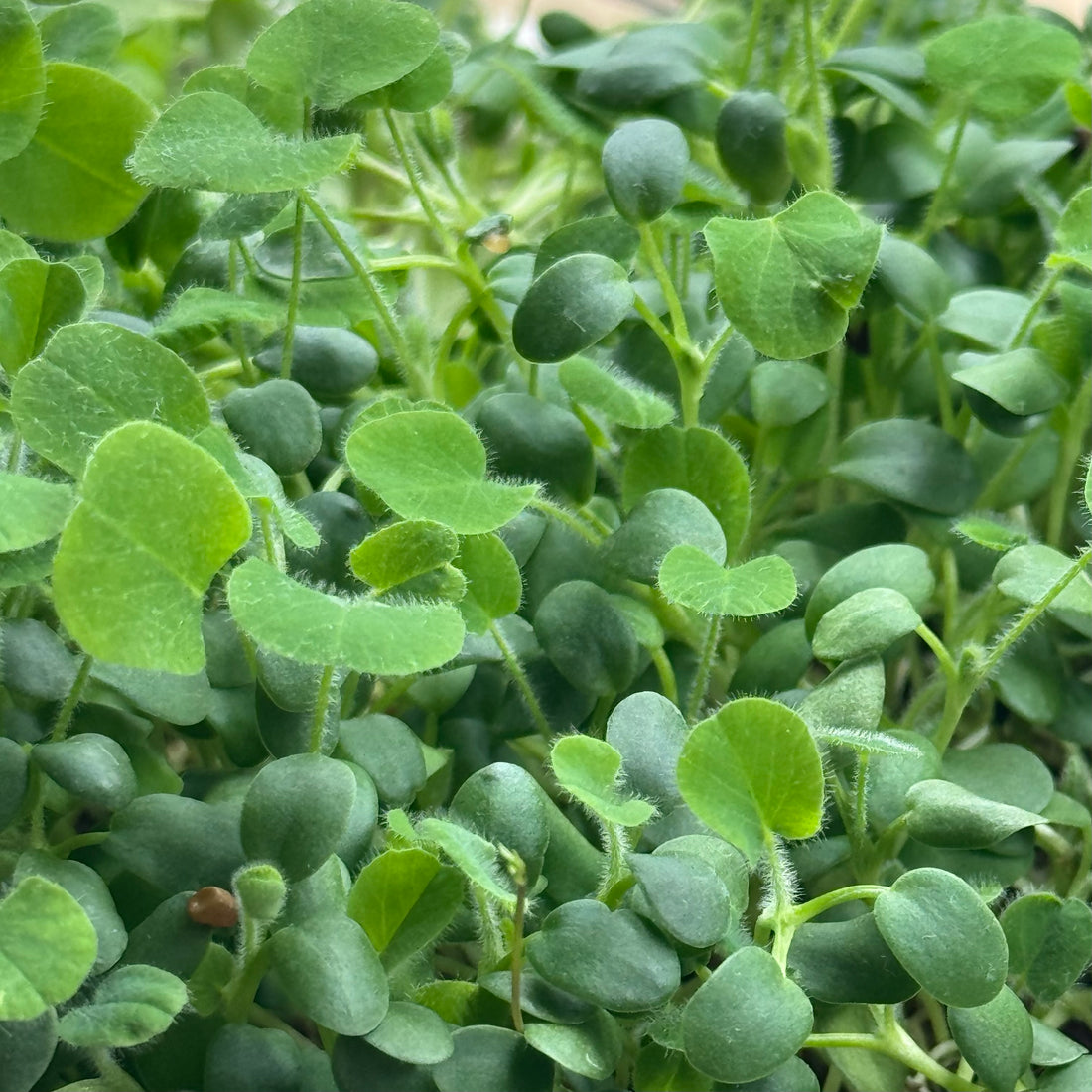 Trébol rojo - semillas de microvegetales