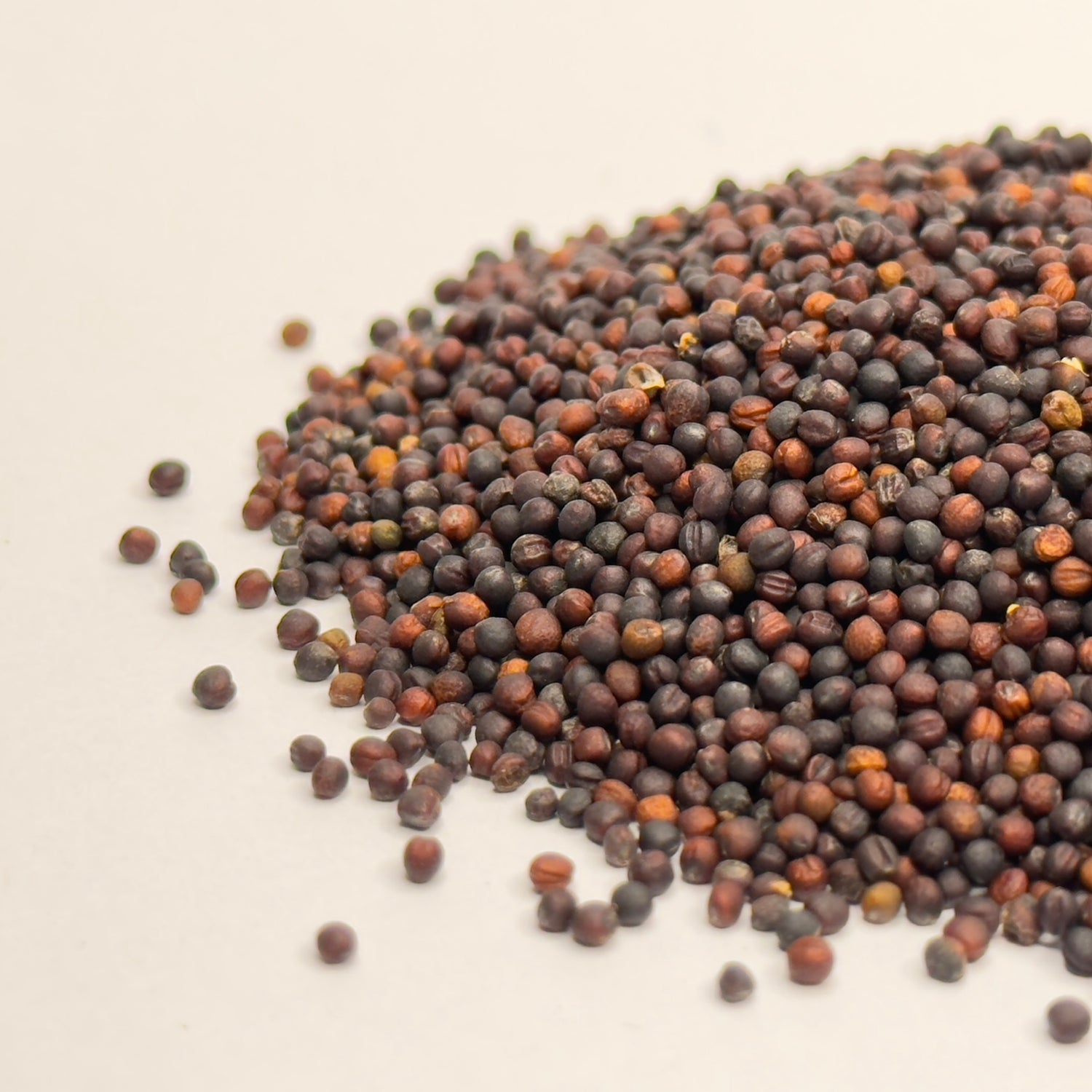 Brokula Calabrese - organska sjemenka za mikrozelenje