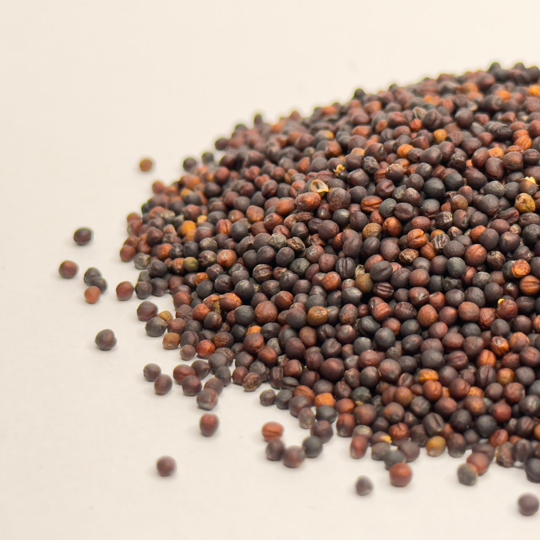 Brokula Calabrese - organska sjemenka za mikrozelenje