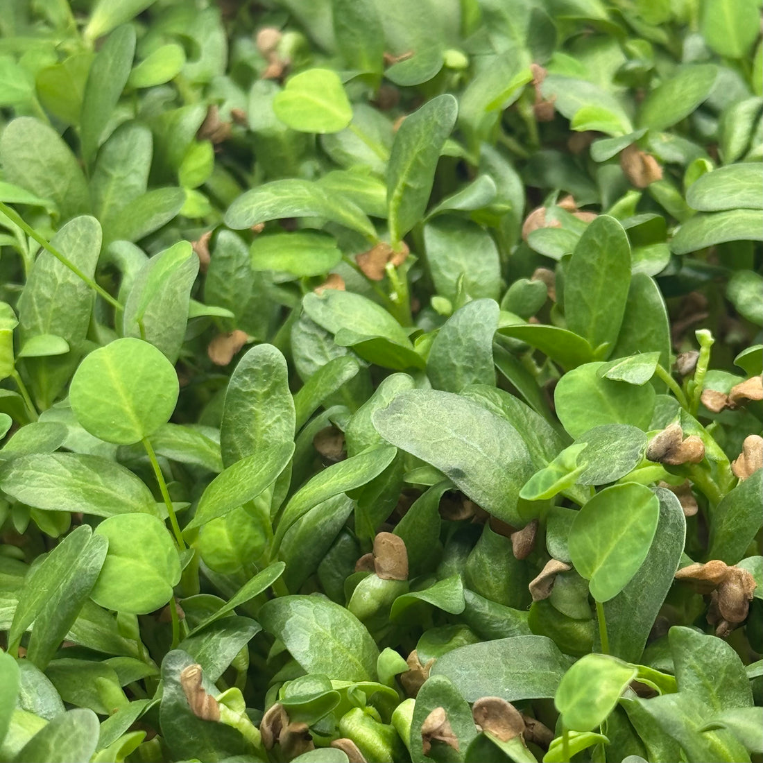 Semillas de microvegetales de fenogreco