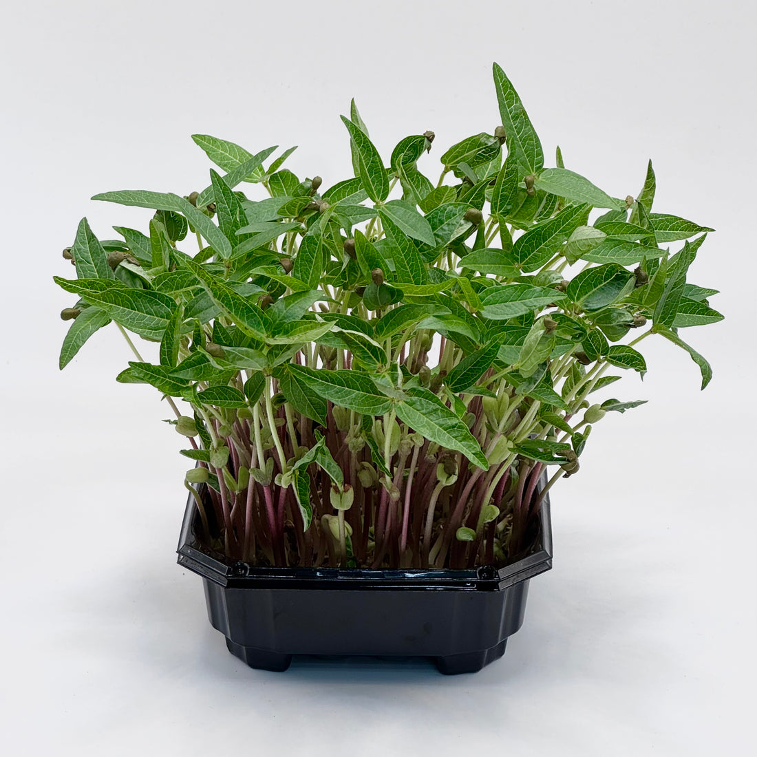 Frijol mungo - semillas de microvegetales