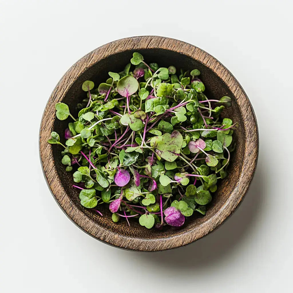 Radish China Rose - microgreen seeds 