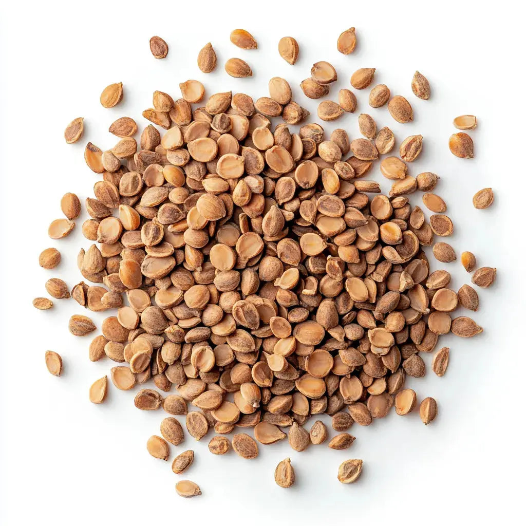 Radish China Rose - microgreen seeds 