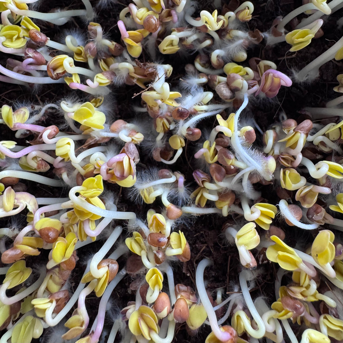 Rábano negro - semillas de microvegetales
