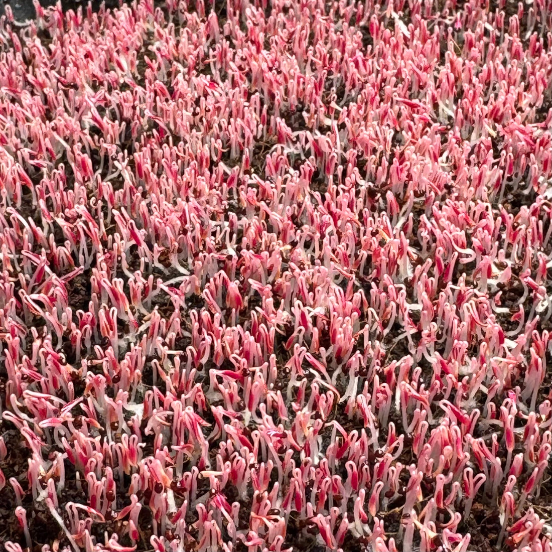 Amarant červený (černá semena) - semena microgreens