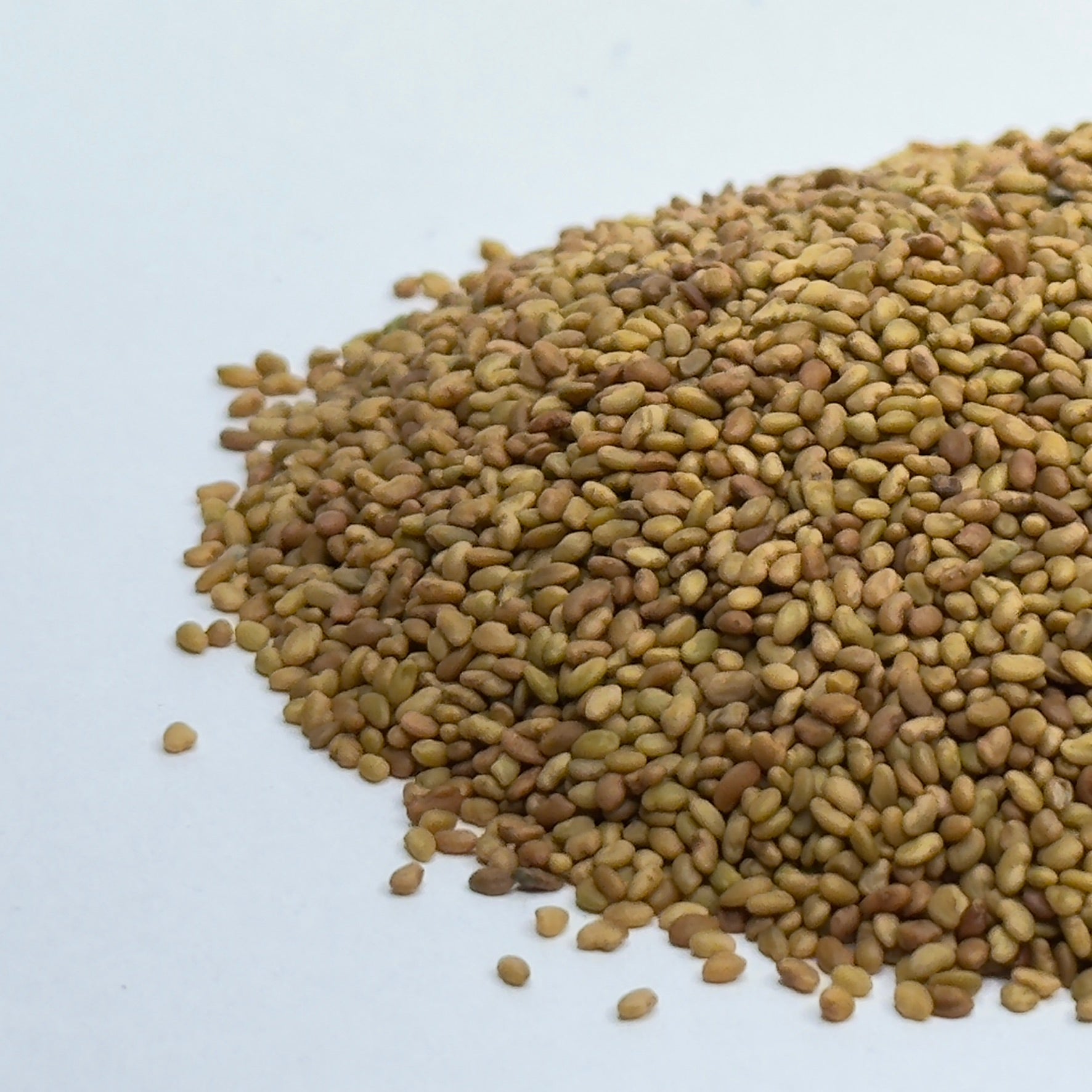 Luzerne - graines de jeunes pousses