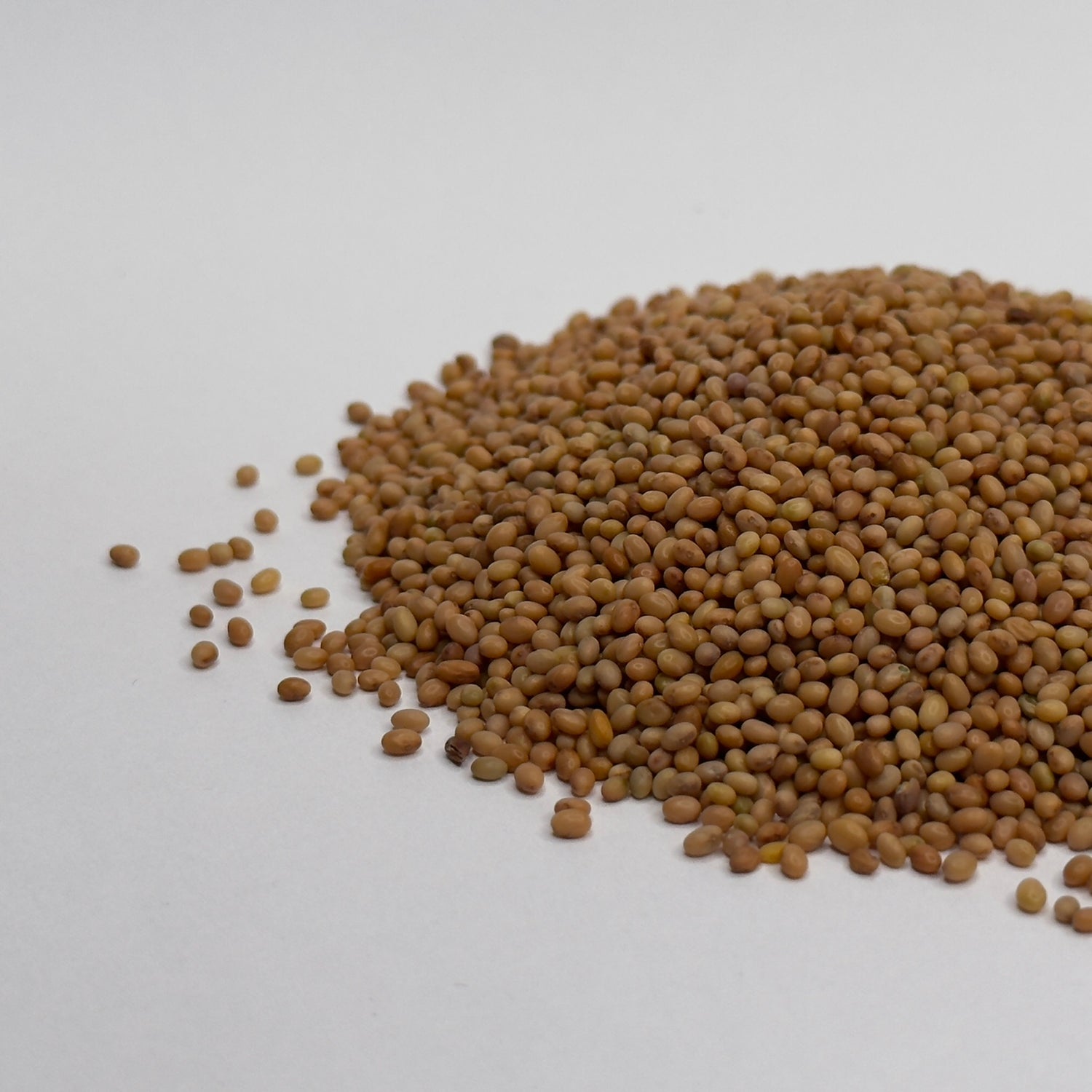 Djetelina grimizna - sjeme za mikrozelenje