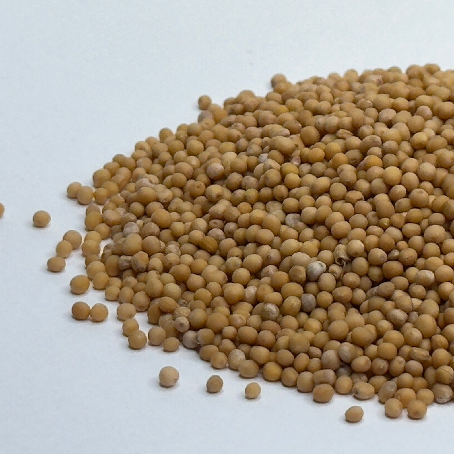 Horčica biela - organické semená na mikrozeleninu