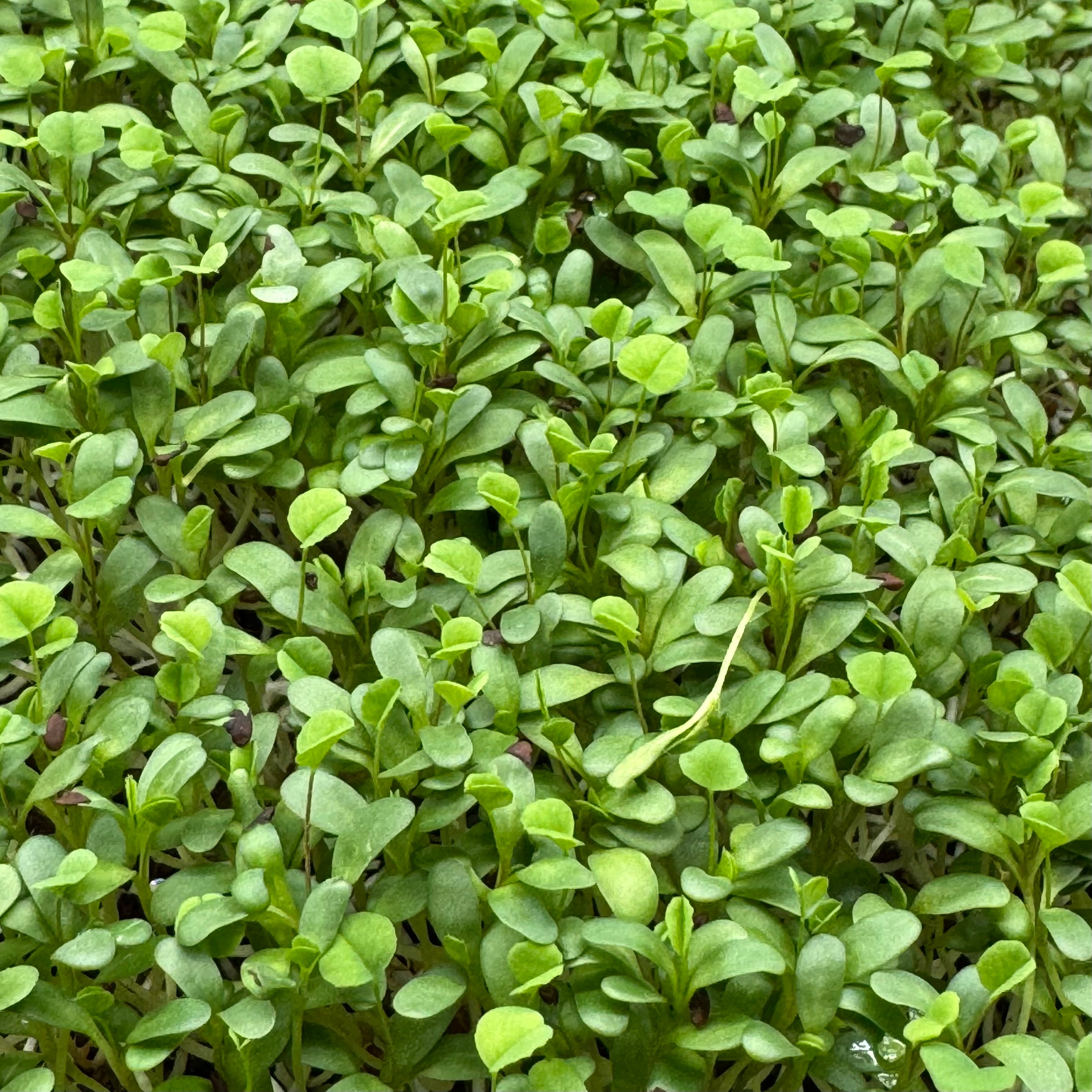 Clover Red – nasiona mikroliści