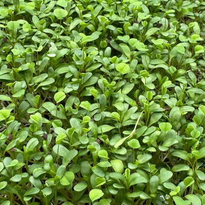 Clover Red – nasiona mikroliści